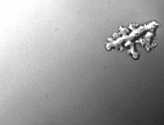 Животные, которые нас удивили в 2025 году. «Фантастические твари»