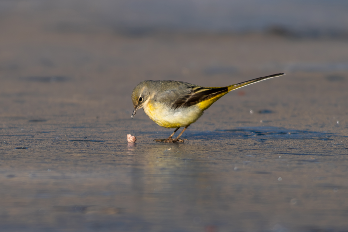 Записки астраханского натуралиста. Кто остался зимовать?
