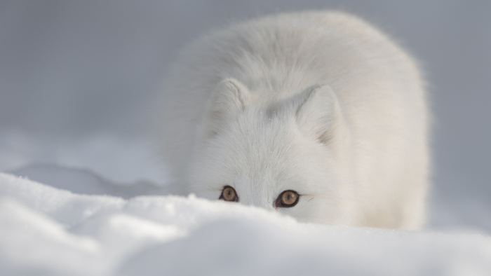 Почему не все животные меняют окрас зимой