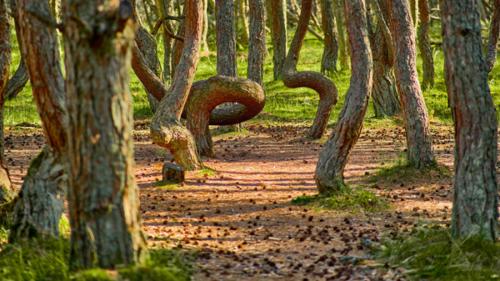 Этот причудливый «танцующий» лес продолжает ставить в тупик экспертов