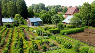 Дачный чек-лист: как обработать сад от вредителей в начале сезона