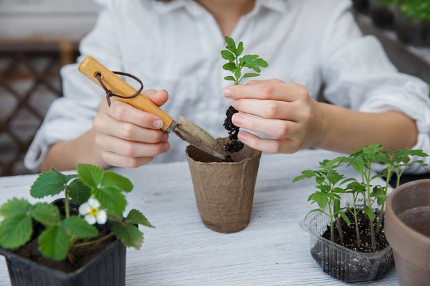 Как вырастить хорошую рассаду: сроки и правила посадки, секреты ухода