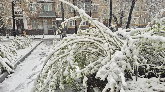 Поваленные деревья, поврежденные машины: Москва оказалась в центре снежного апокалипсиса (много фото)