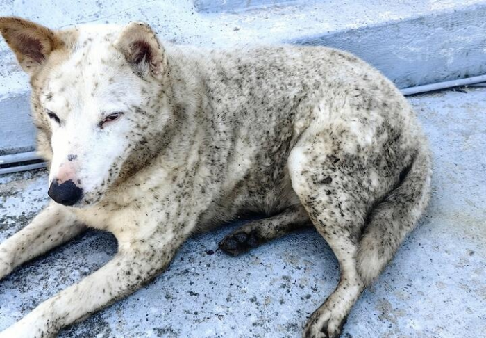 Как выглядят чёрные пляжи Туапсе: курорт продолжает тонуть в мазуте. В чем отличие от Анапы?