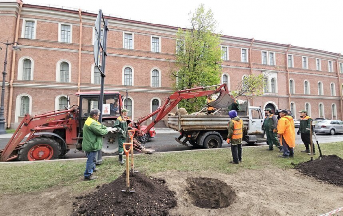 В центре Петербурга посадят более 420 деревьев
