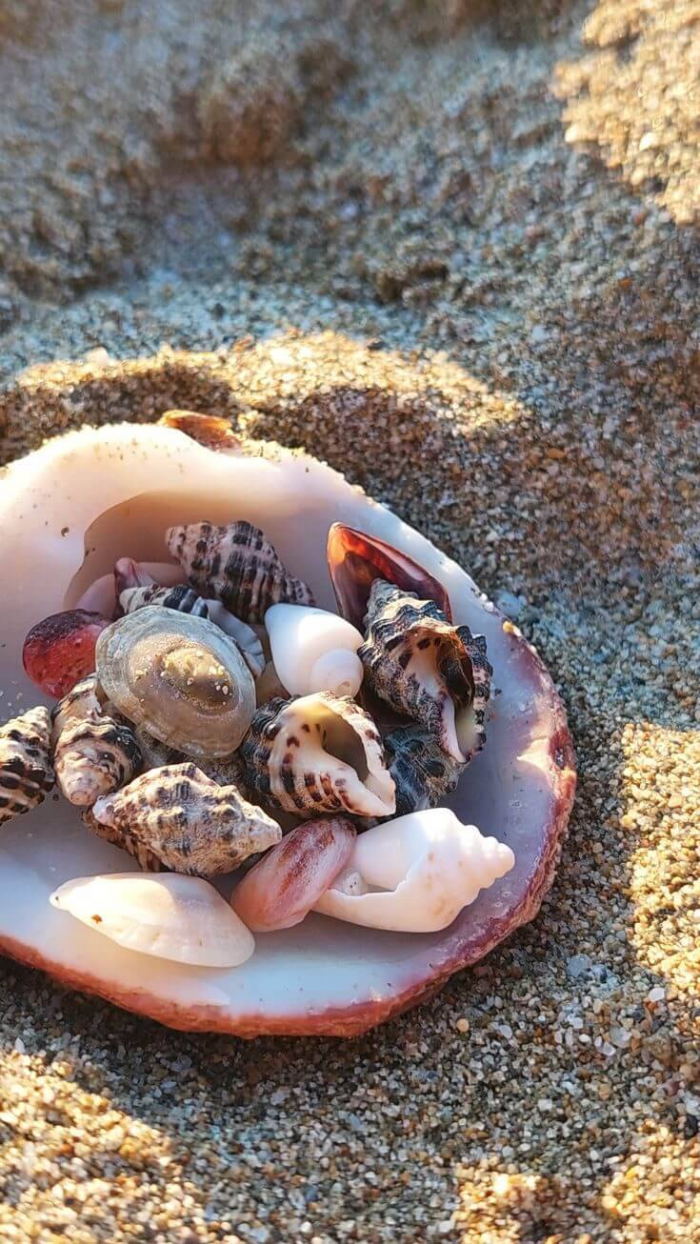 Почему не рекомендуется забирать ракушки с пляжа и увозить их домой