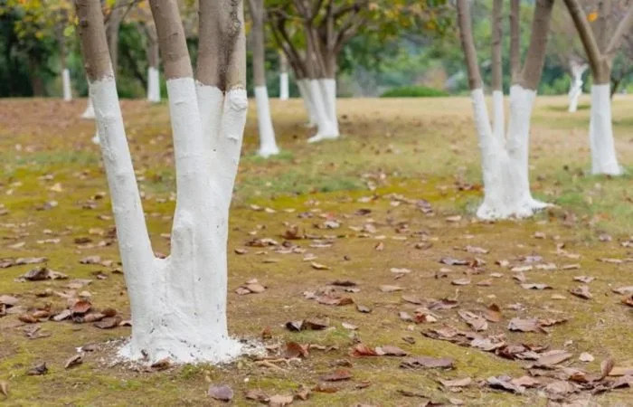 Белые бордюры и белые деревья: почему в СССР так любили все белить