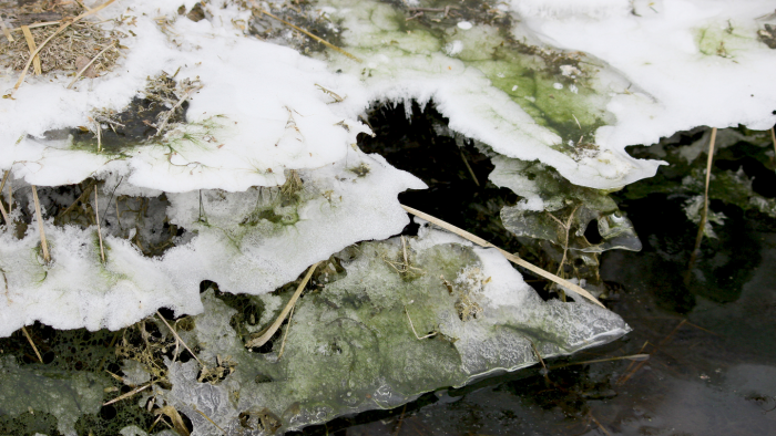 Почему снег бывает не только белый: 3 возможные причины