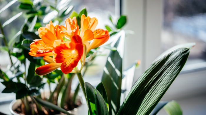 Цветок кливия: сорта, уход и пересадка, вредители