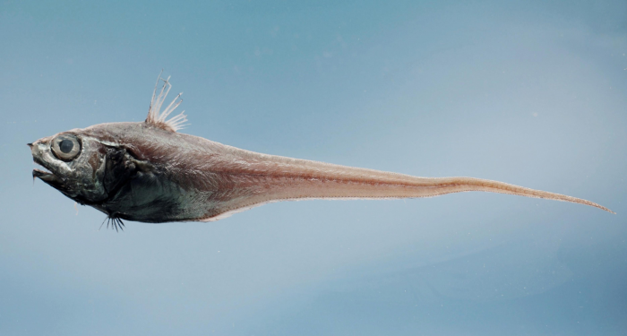 10 жутких глубоководных рыб, о которых мало кто знает