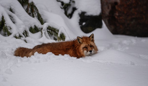 «Уважение к дистанции». Эксперт — о том, что делать при встрече с дикими животными Москвы