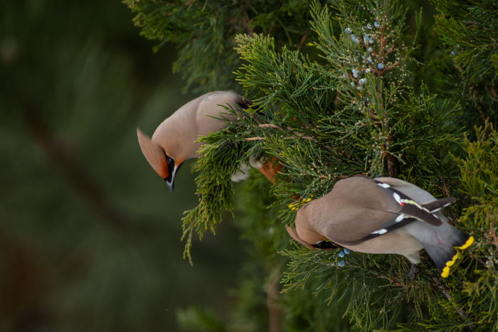 Записки астраханского натуралиста. Свиристели, гости с Севера