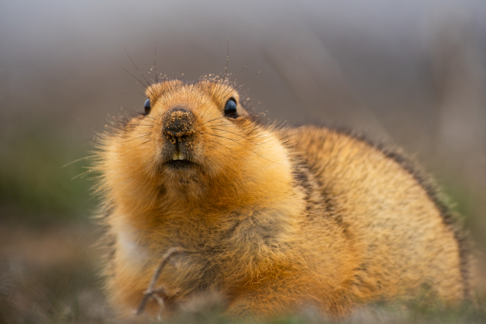 Записки астраханского натуралиста. Какой суслик красивее: желтый или малый