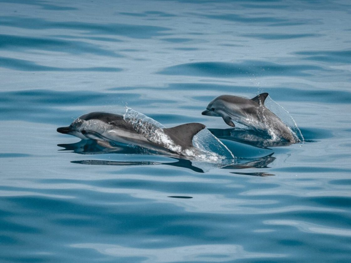 Между небом и океаном: Huvafen Fushi приглашает в частный морской вояж