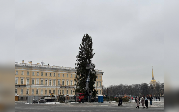 На Дворцовую площадь в Петербурге поставили главную новогоднюю ель города