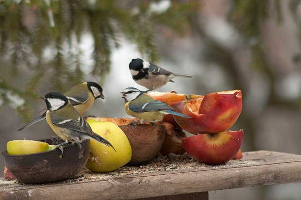Чем кормить птиц зимой: что можно и нельзя пернатым