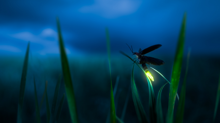 Животные, которые умеют светиться: самые красивые фотографии