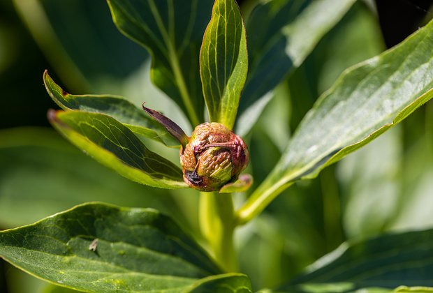 Цветок цинерария: сорта, посадка и уход