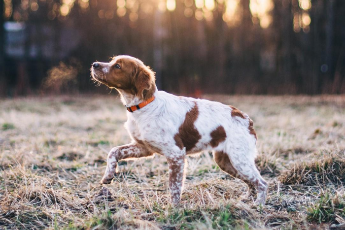 Подборка пород самых лучших охотничьих собак