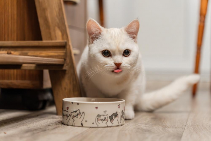 Как подружить кошку и собаку: пошаговый гид для владельцев