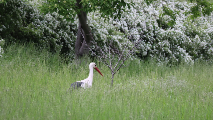 Дойбаны ,ПМР