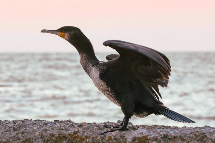 Глава Бурятии Цыденов поручил гонять бакланов беспилотниками из-за угрозы Байкалу