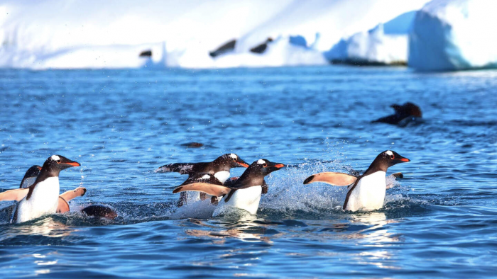 Могут ли встретиться белый медведь и пингвин