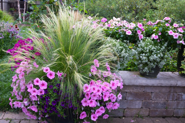 Катарантус: описание, виды и сорта цветка. Выращивание и уход за растением в домашних условиях и в открытом грунте