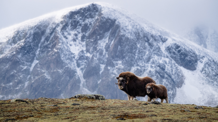Овцебык: как живет этот древний исполин ледниковой эпохи