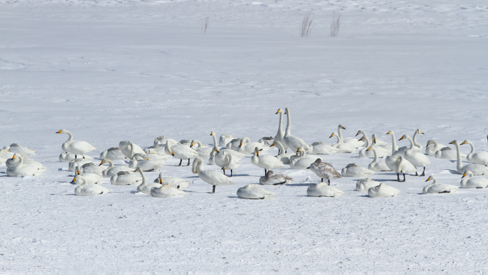 Зимние фотографии из жизни животных