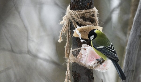 Зимующие птицы Москвы. Какие пернатые остаются в столице на зимовку и где их можно увидеть?