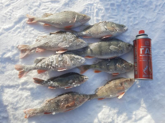 В Алтайском крае рыбаки продемонстрировали впечатляющий зимний улов