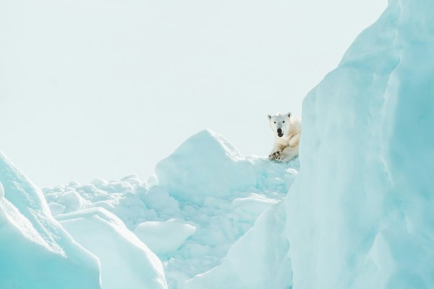 Белый медведь: что это за животное, как выглядит и почему не боится морозов