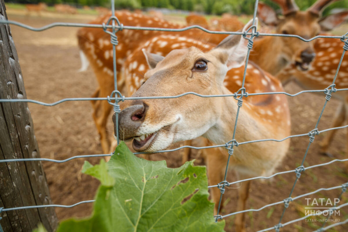 Страусы, олени и альпаки: гид по фермам Татарстана – куда поехать с детьми