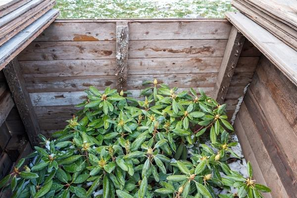 Рододендроны — символ садовой роскоши, неземной красоты и… кропотливого ухода