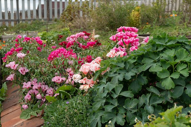 Годеция: описание, сорта, посадка и уход. Как выращивать цветок в открытом грунте