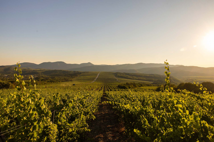 Директор по виноделию «Абрау-Дюрсо» Жорж Бланк — о виноделии во Франции и России