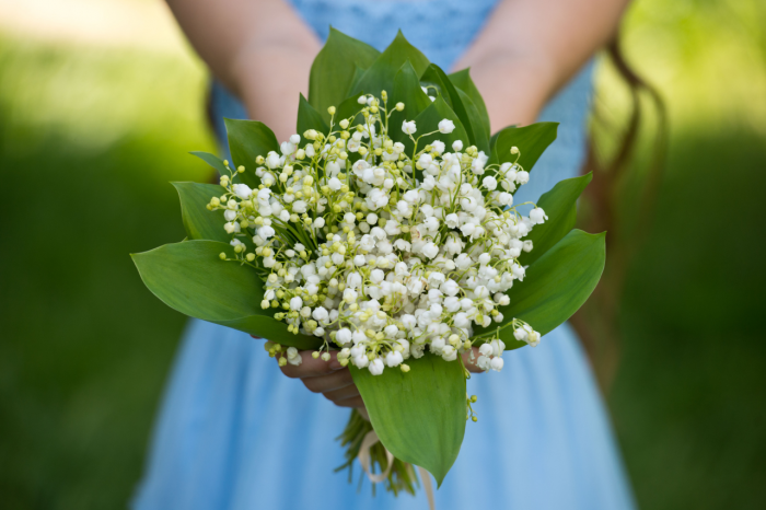Первоцветы: какие растения цветут ранней весной в природе и в саду
