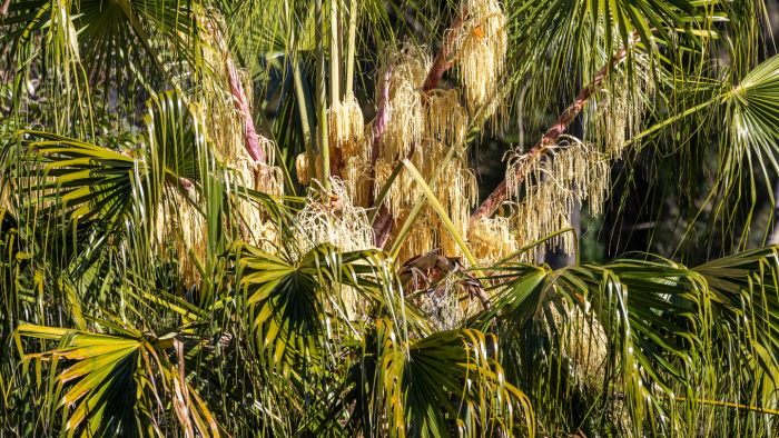 Капустная пальма: дерево, из листьев которого можно готовить суп и делать шляпы
