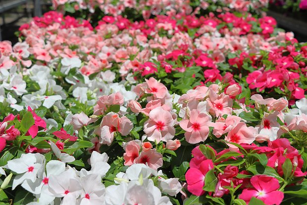 Катарантус: описание, виды и сорта цветка. Выращивание и уход за растением в домашних условиях и в открытом грунте