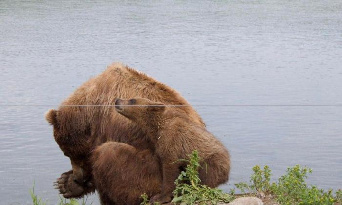 Идеал родителя и целеустремленный эмпат: чему нам всем стоит поучиться у медведя