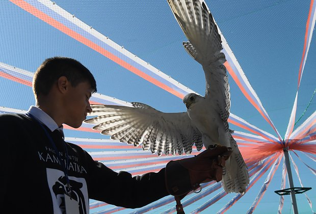 Птицы из Красной книги России: 15 редких видов с фото, места обитания