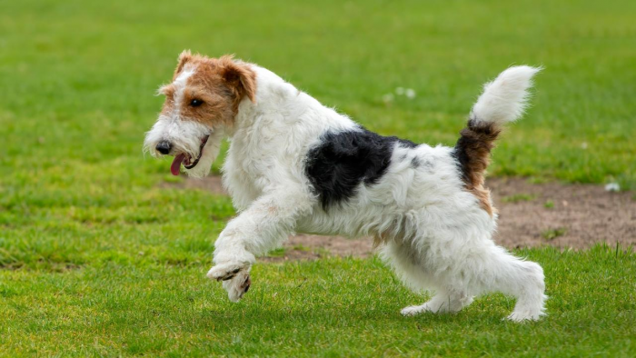 Подборка пород самых лучших охотничьих собак