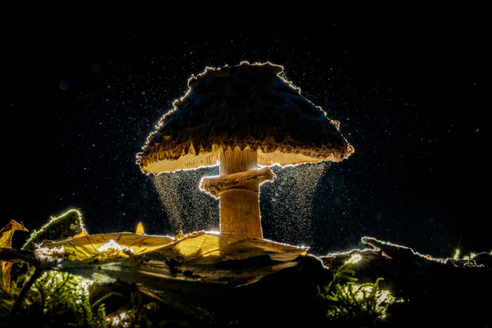 Финалисты профессионального конкурса Sony World Photography Awards 2026