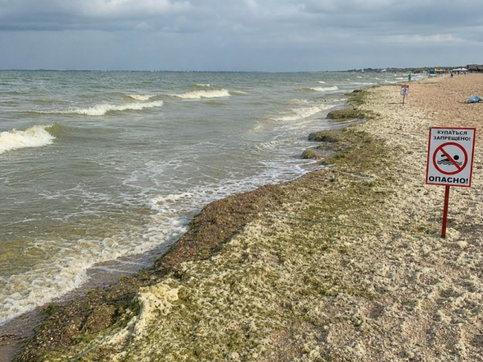 Цветение ядовитых водорослей в Черном море: чем грозит отпускникам и морской фауне