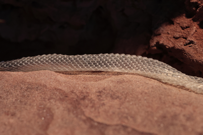 Первый террариум для первой змеи