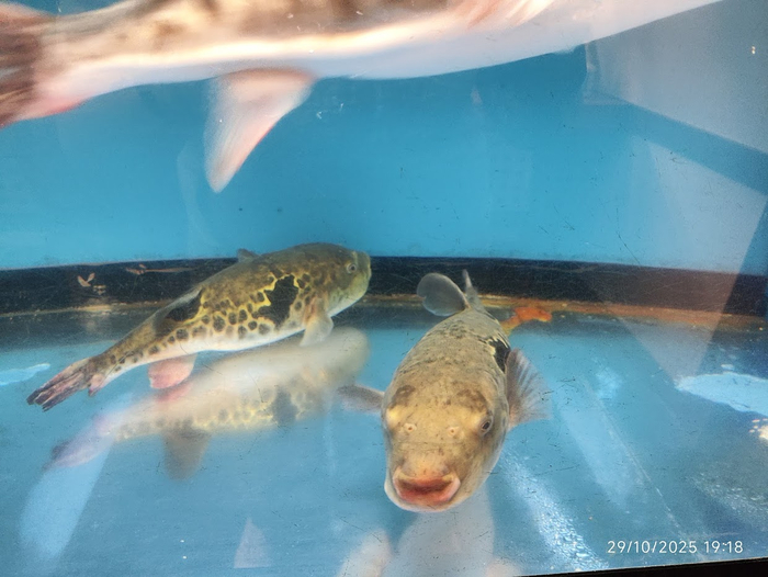 Вместо магнитиков: Япония, о.Кюсю