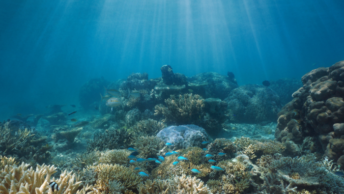 Жемчужница: рыба, которая живет внутри морского огурца