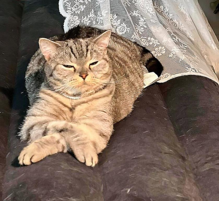 Смешные и красивые коты, которые не такие, как все (18 фото)