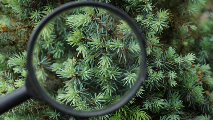 Правда ли, что вместе с елкой можно принести домой клеща: кто живет на новогодних деревьях